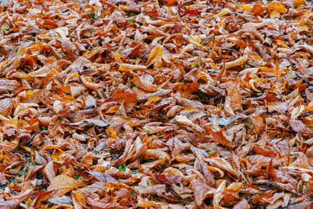 Orange leaves texture. Autumn fall yellow foliage background.の写真素材