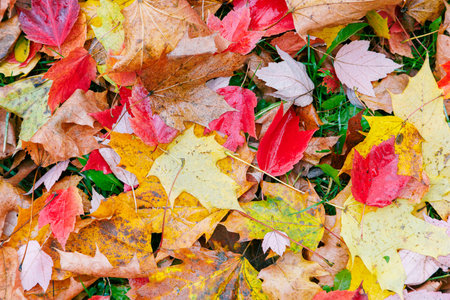 Colorful leaves texture in the park. Autumn fall colorful foliage background.の写真素材