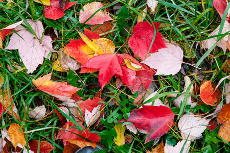 Red leaves on the green grass texture in the park. Autumn fall colorful foliage background.の写真素材