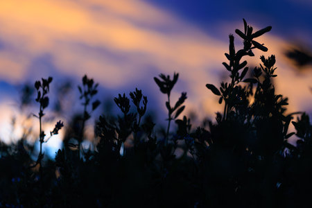 Silhouettes of flowers on the background of the sunsetの写真素材