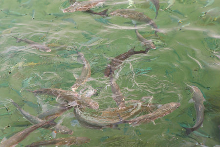 Sea fish feeding in the green water.の写真素材