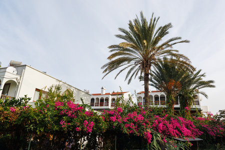 White cottage in greenery and palm trees in Turkey.の写真素材