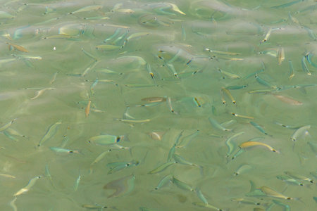 Lots of small fish in the water.の写真素材