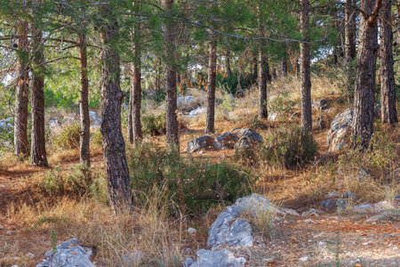 Beautiful green forest in Turkey. There are large stones in it.の写真素材