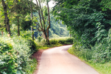 Road in a summer forest among trees.の写真素材