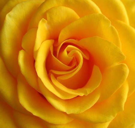 Yellow rose closeupの写真素材