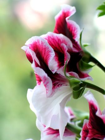 Flowerの写真素材