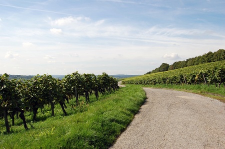 Vineyardの写真素材