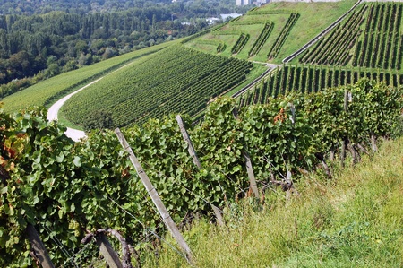 Vineyardの写真素材