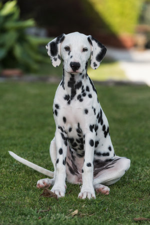 Dalmatian breed dog puppyの写真素材