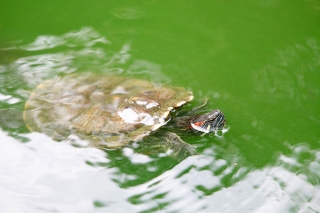 A fresh water turtle swims in a green pond.