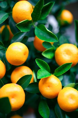 Little kumquat oranges. Found mainly sold during the Chinese New Year as a traditional decorative plants that symbolizes prosperity.の写真素材