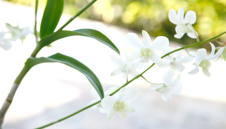 Stalks of white dendrobium orchid outdoor.