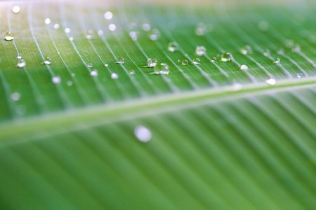 Soft focus of dew drops on green banana leafの写真素材