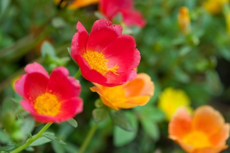 Colorful low ground covering colorful flowers.の写真素材
