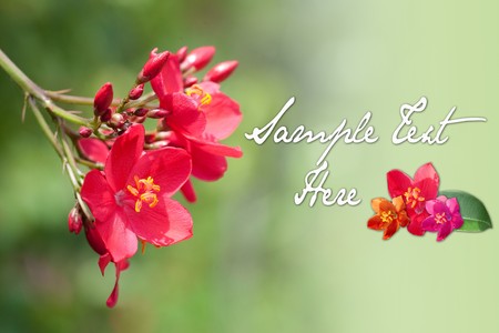Background image of red flower with room for own text or designの写真素材