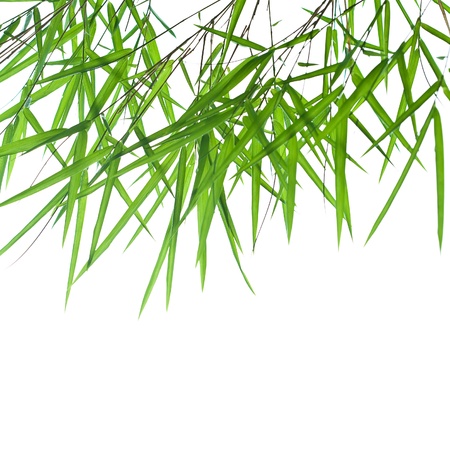 Backlit stems of beautiful green bamboo leaves with space for textの写真素材