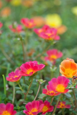 Colorful low ground covering colorful flowers の写真素材