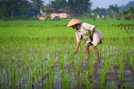 JOGJAKARTA INDONESIA 15th MAY. Old farmer tending to his young paddy seedling in the paddy field, 15th May 2010 Jogjakarta, Indonesia.のeditorial素材