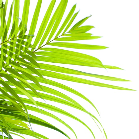 Palm leaves swaying in the breeze on white backgroundの写真素材