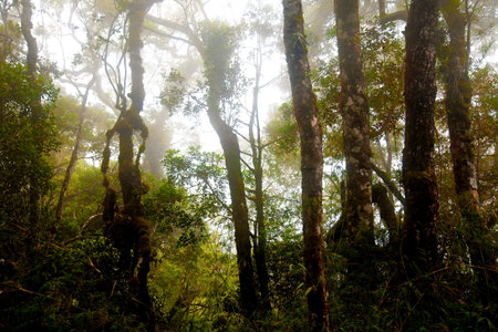 Misty mountain forest of Mount Kinabalu, Malaysia in North Borneo. 