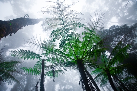 Misty mountain forest of Mount Kinabalu, Malaysia's highest mountain, North Borneo.の写真素材