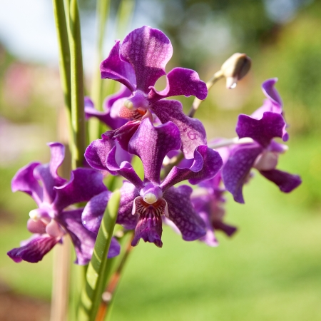 Beautiful purple orchid on stem, outdoorの写真素材