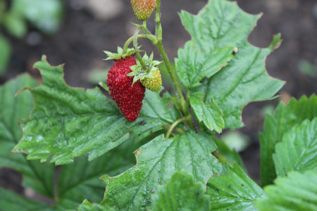 Very Beautiful strawberries in summerの写真素材