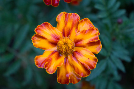 After the rain marigold flowers close-up.の写真素材