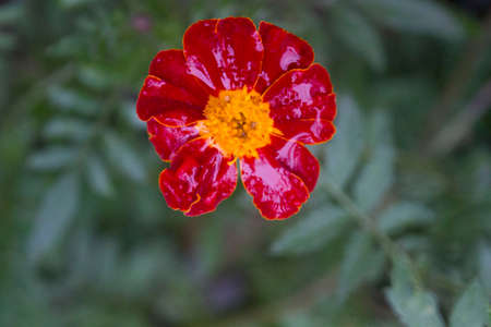 After the rain marigold flowers close-up.の写真素材