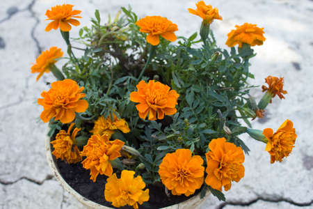 Very beautiful chrysanthemums, yellow bud for the holiday, in hot summer weatherの写真素材