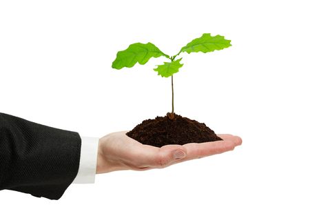  Small sprout of oak in the hand of businessman isolated on the white background.の写真素材