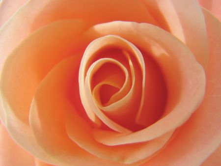 Closeup of a pink rose.の写真素材