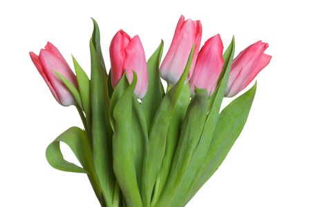 Pink tulips, isolated on the white background.の写真素材