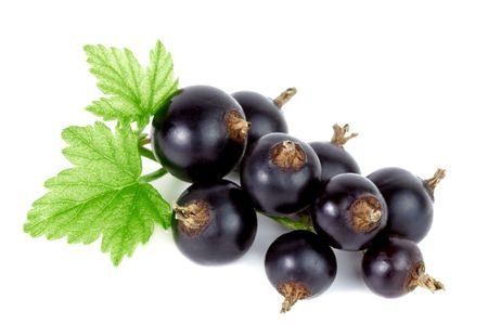 Close-up of fresh black currant on white background.の写真素材