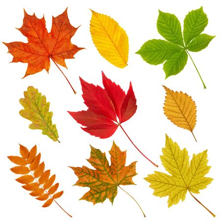 Various autumn leaves isolated on the white background.の写真素材