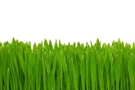Green grass with dew drops isolated on the white background.の写真素材
