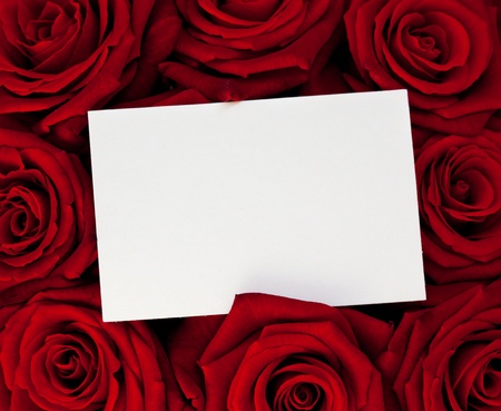  A blank card for congratulations on the roses background.の写真素材