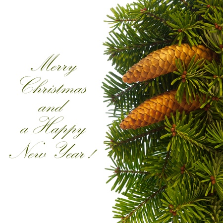 Fir tree branches with cones, isolated on the white background.の写真素材