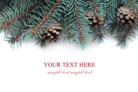 Fir tree branches with cones, isolated on the white background.の写真素材