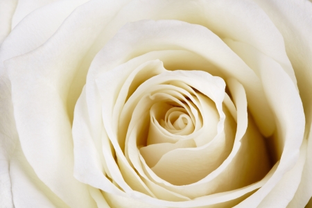 Close-up of beautiful white rose の写真素材