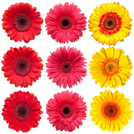Collection of gerbers, isolated on the white background の写真素材