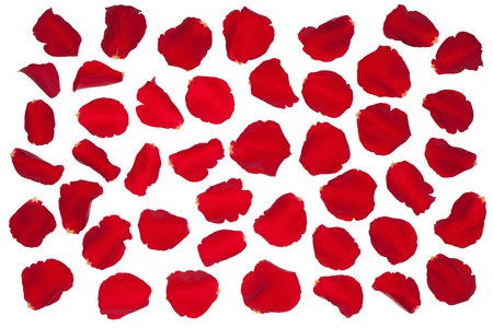 Red rose petals, isolated on the white background.の写真素材