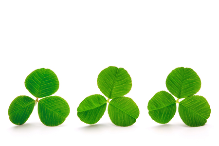 Green clover leaves isolated on the white background.の写真素材