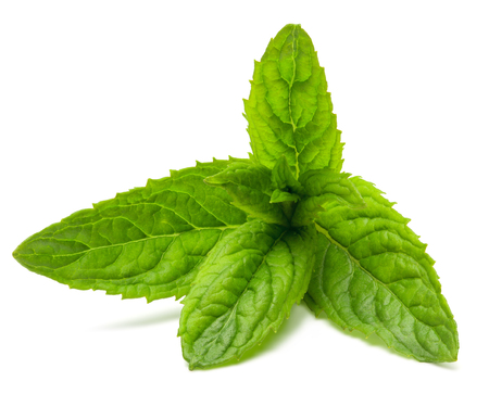 Fresh peppermint leaves isolated on the white background,の写真素材