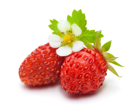 Wild strawberries with green leaves and flower, isolated on the white background, clipping path included.の写真素材