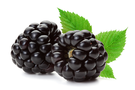 Closeup of ripe blackberries with leaves isolated on the white background, clipping path included.の写真素材