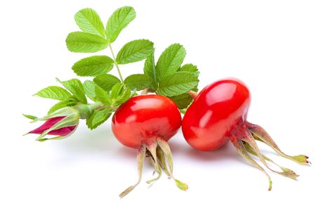 Rose hip berries with leaves and flower-bud isolated on the white background. の写真素材