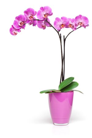 Pink orchid in decorative pot isolated on the white background,の写真素材