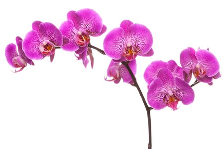 Branch of pink blooming orchid, isolated on the white background.の写真素材